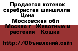 Продается котенок серебристая шиншилла › Цена ­ 12 000 - Московская обл., Москва г. Животные и растения » Кошки   